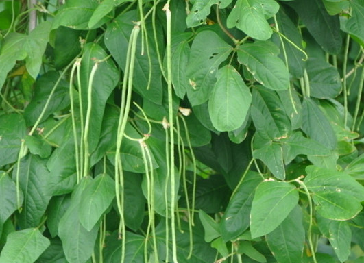 缸豆几月份种植,缸豆几月份种植最好