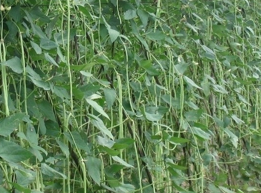 豇豆能生吃吗,豇豆不能和什么一起吃