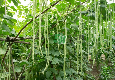 豇豆是什么样子,豇豆是什么样的豆 豇豆是什么样子,豇豆是什么样的豆