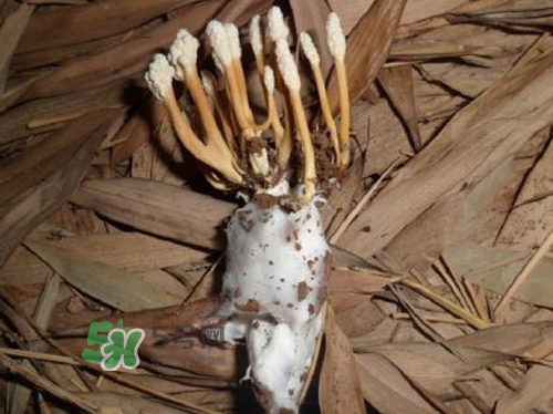 金蝉花的食用方法,金蝉花的食用方法及作用
