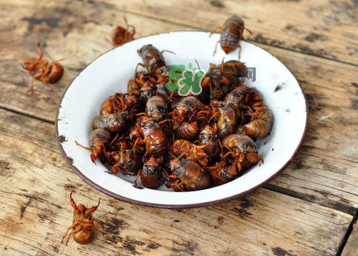 金蝉脱壳后变成了什么,金蝉脱壳的原因