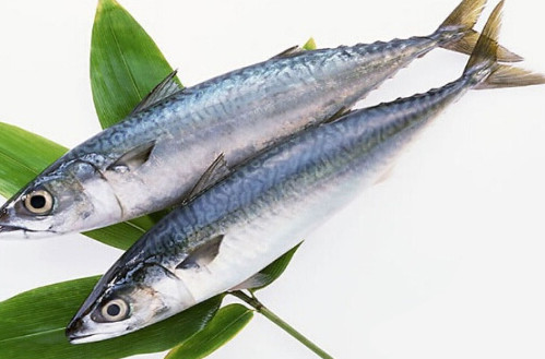 鳡鱼吃什么饵,鳡鱼吃什么