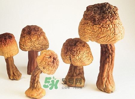 松茸是发物吗皮肤病,松茸是发物吗?刚出院能不能吃