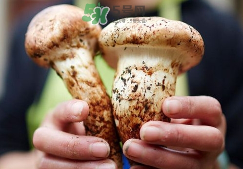 松茸什么时候吃最好?,松茸每次吃多少合适