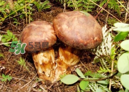 新鲜松茸怎么保存最好,新鲜松茸的保存方法