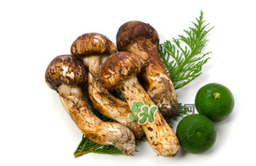 新鲜的松茸长什么样子,新鲜松茸怎么做最好吃