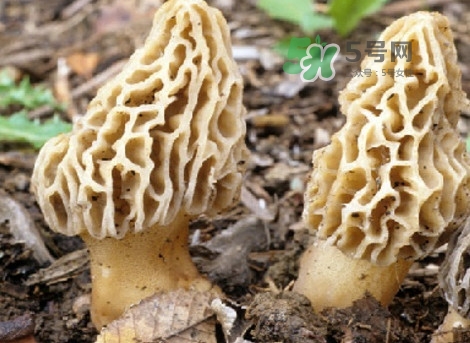 羊肚菌能治什么病?,羊肚菌能治什么病,能治小结结 羊肚菌能治什么病?,羊肚菌能治什么病,能治小结结