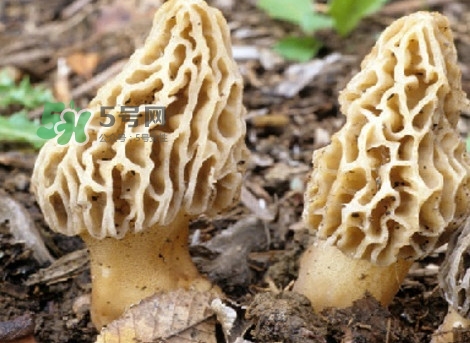 羊肚菌可以泡水喝吗?,羊肚菌泡水喝的功效和作用