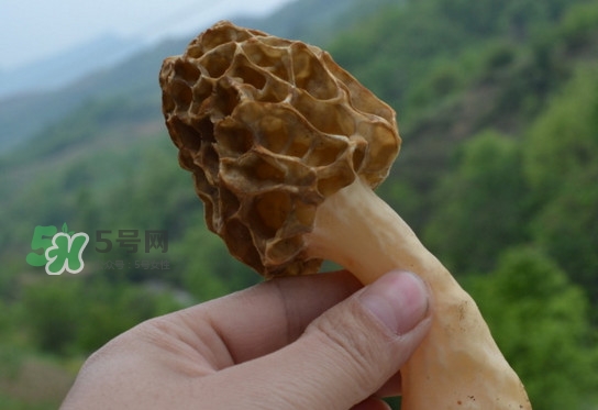 羊肚菌可以泡水喝吗?,羊肚菌可以泡水喝吗 羊肚菌可以炖鸽子吗 羊肚菌可以泡水喝吗?,羊肚菌可以泡水喝吗 羊肚菌可以炖鸽子吗