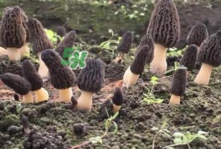 种植羊肚菌是骗局吗,人工种植羊肚菌是不是骗局