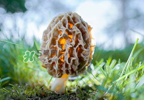 羊肚菌怎么清洗才干净,羊肚菌怎么清洗干净 羊肚菌怎么清洗才干净,羊肚菌怎么清洗干净