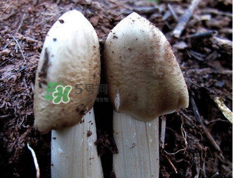 鸡枞菌怎么种,新鲜鸡枞菌怎么保存