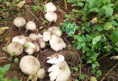 鸡枞菌为什么那么贵,鸡枞菌贵吗