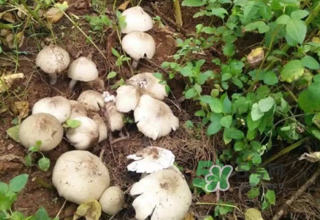 鸡枞菌可以人工种植吗?,鸡枞菌可以人工种植吗淘宝