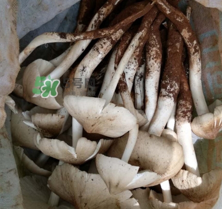 鸡枞菌什么时候有,鸡枞菌什么时候有 鸡枞菌成熟季节