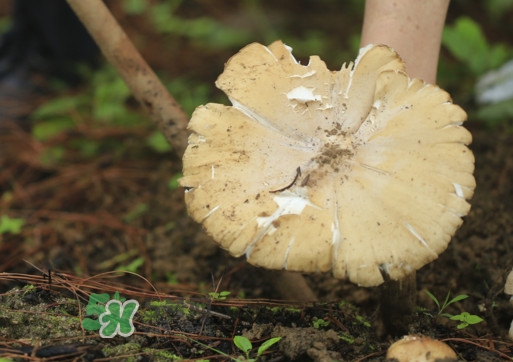 鸡枞菌怎么读枞的读音,鸡枞菌怎么读?