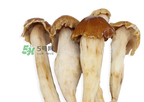 鸡枞菌怎么种,人工鸡枞菌是怎么种的 鸡枞菌怎么种,人工鸡枞菌是怎么种的