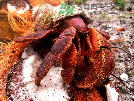椰子蟹是寄居蟹吗,椰子蟹寄居在哪里