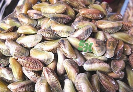 海瓜子煮多久能熟,海瓜子需要煮多长时间