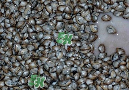 海瓜子怎么养,海瓜子怎么养一夜