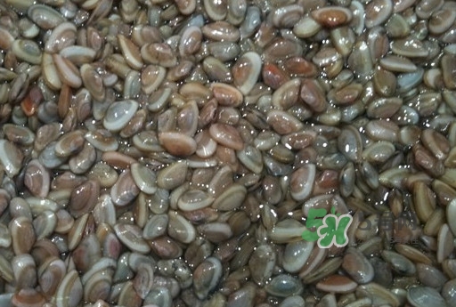 海瓜子怎么抓,海瓜子怎么处理