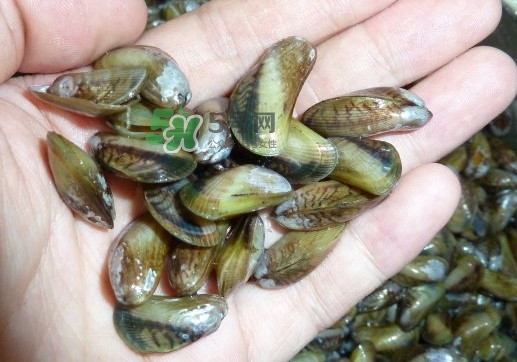 薄壳什么季节有,薄壳什么时候季节有