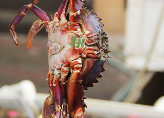 赤甲红有母蟹吗,赤甲红母蟹图片