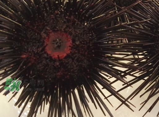 被海胆刺到怎么办 肿了怎么办,被海胆扎了怎么处理