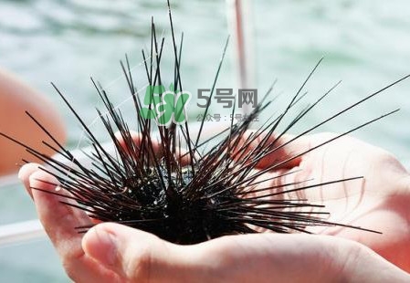 海胆有毒吗 能碰吗,黑色长刺海胆有毒吗 海胆有毒吗 能碰吗,黑色长刺海胆有毒吗