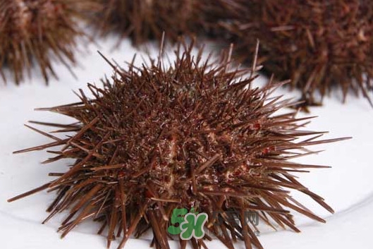 活海胆怎么保存过夜,活海胆怎么保存才新鲜