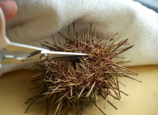 活海胆怎么吃,完整的海胆怎么处理