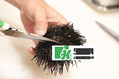 海胆怎么处理干净,海胆怎么处理干净怎么吃法