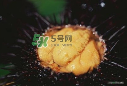 海胆是什么味道,海胆是什么味道,好吃吗