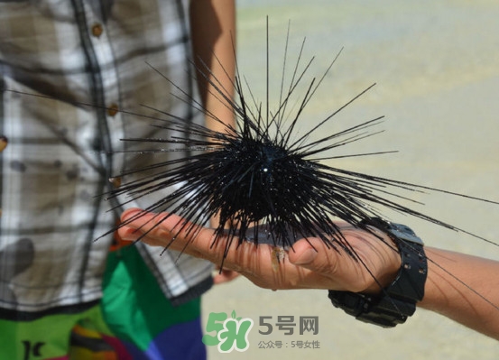 海胆是发物吗,海胆是不是发物