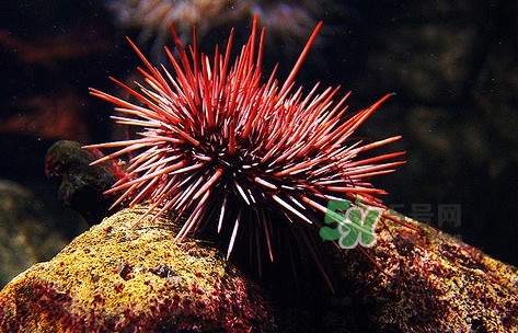 海胆是什么东西怎么吃,海胆是什么东西?