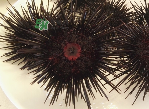 什么的海胆,海胆为什么那么难吃