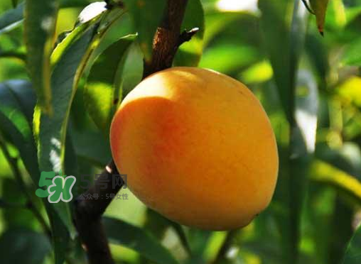 来月经可以吃黄桃吗?,来月经可以吃黄桃吗会有影响吗