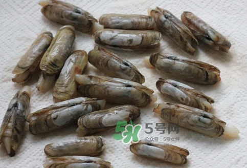 蛏子多少钱一斤2021,海鲜蛏子多少钱一斤