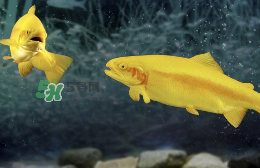 金鳟鱼好吃吗,金鳟鱼好吃吗刺多吗