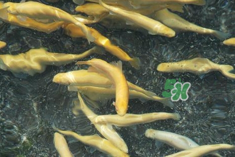 金鳟鱼和三文鱼的区别,金鳟鱼是三文鱼吗