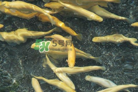 虹鳟鱼多少钱,鳟鱼多少钱一斤