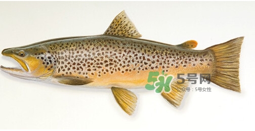 鳟鱼可以生吃吗,虹鳟鱼能生吃吗 鳟鱼可以生吃吗,虹鳟鱼能生吃吗