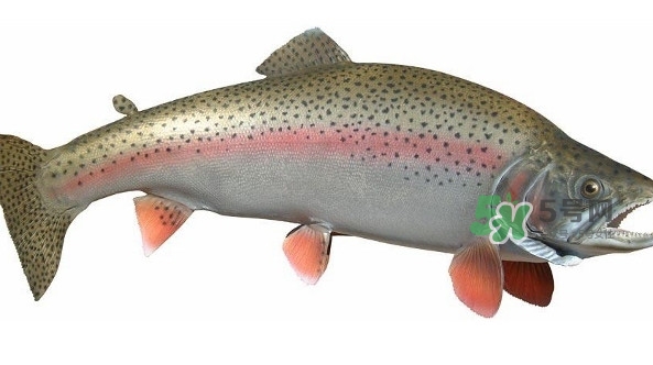 鳟鱼是三文鱼吗,鳟鱼和三文鱼的区别图片 鳟鱼是三文鱼吗,鳟鱼和三文鱼的区别图片