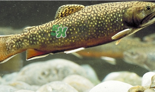 鳟怎么读,鳟鱼怎么读拼音