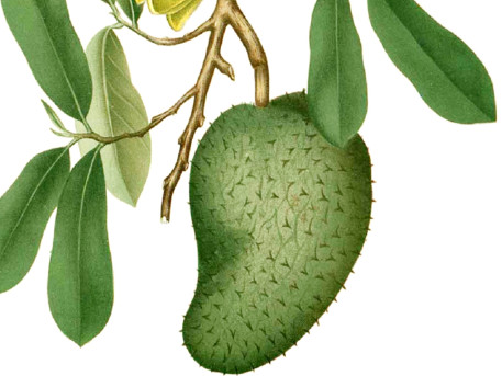 刺果番荔枝怎么吃法,番荔枝应该怎么吃