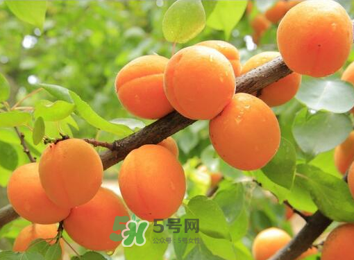黄桃为什么用盐水泡一会,煮黄桃罐头为什么要用盐水泡