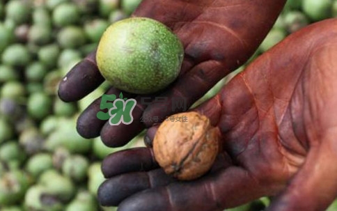 青皮核桃有毒吗,青皮核桃有毒吗 可以吃吗