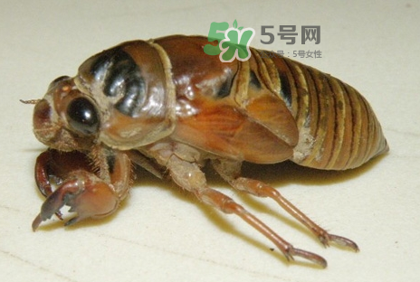 金蝉能吃吗?有什么营养,金蝉的营养价值和功效