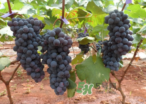 黑提有籽吗,红提里面的籽为什么是黑的 黑提有籽吗,红提里面的籽为什么是黑的