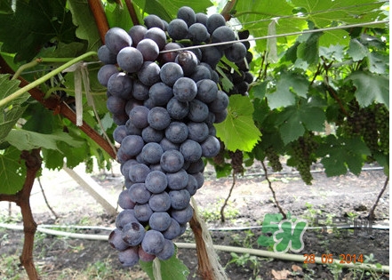 吃黑提的好处,黑提的禁忌